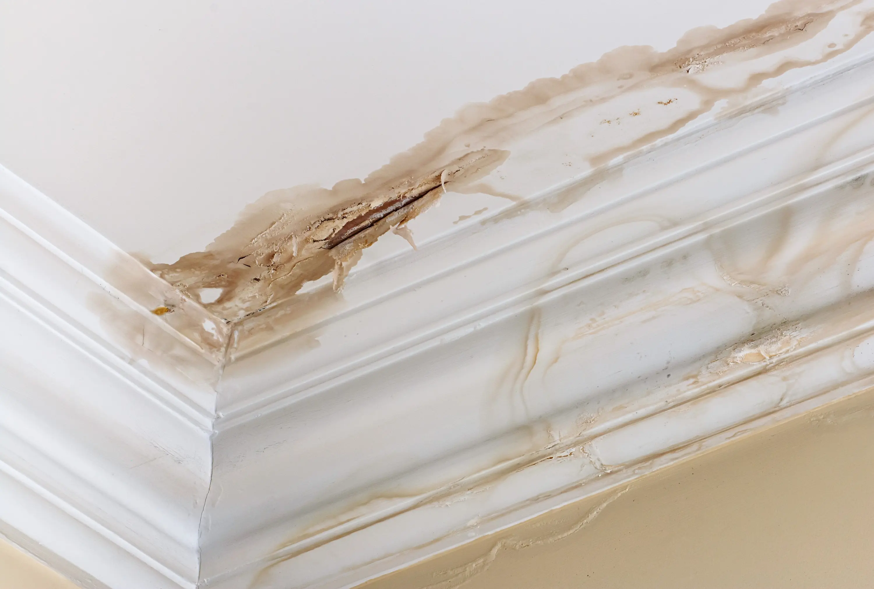 Water stains and peeling paint on a ceiling and crown moulding from a recurring roof leak